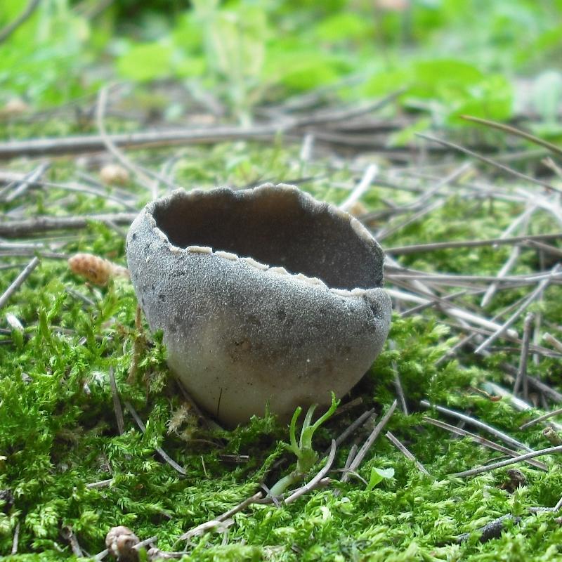 Helvella leucomelaena